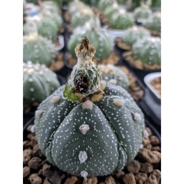 BIJI ASTRO MIX ID 20pcs  / BIJI ASTRO / BIJI GYMNO / BIJI LB / BIJI ASTRO / ASTROPHYTUM ASTERIAS / B