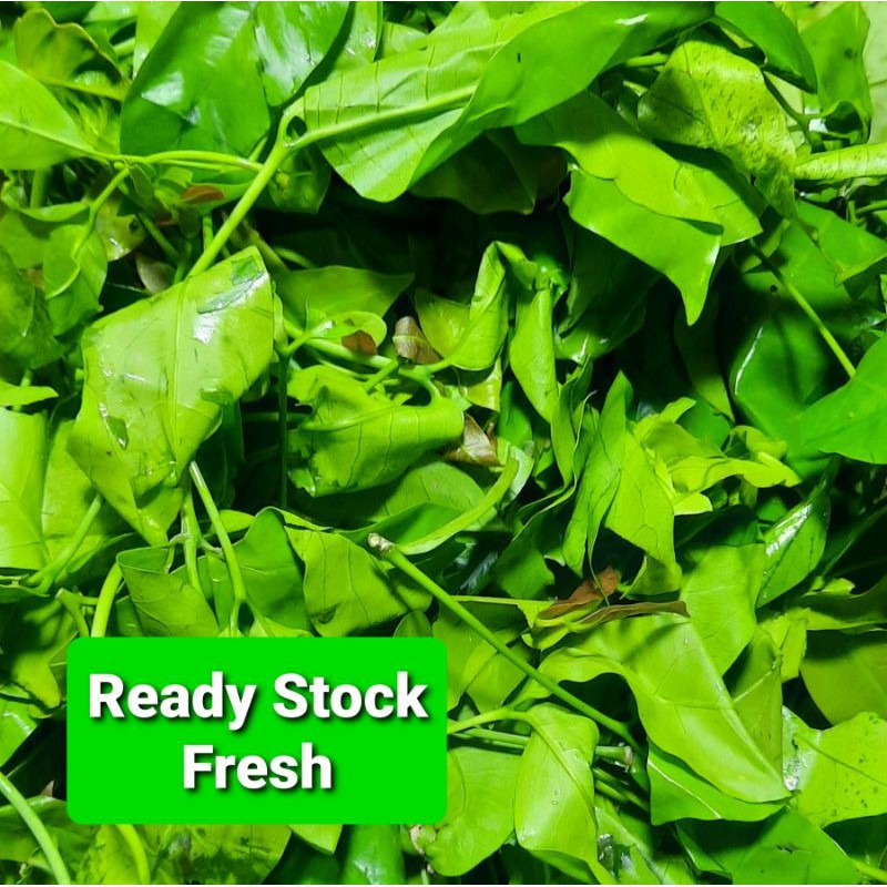 

Daun Melinjo Muda 250g