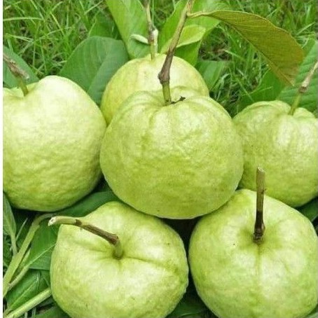 

Jambu kristal segar, baru metik langsung dari kebunnya.