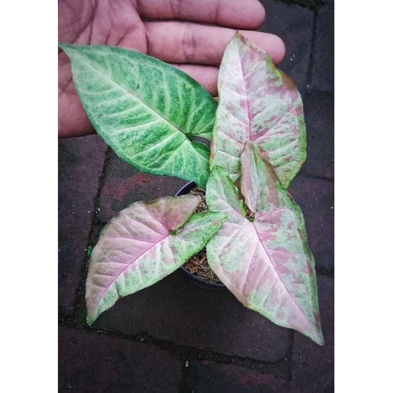 Syngonium Confetti