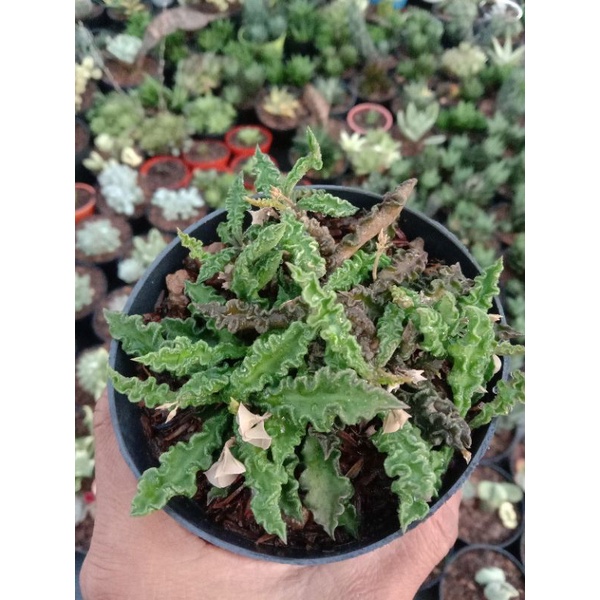 Kaktus Sukulen Euphorbia Decaryi Murah