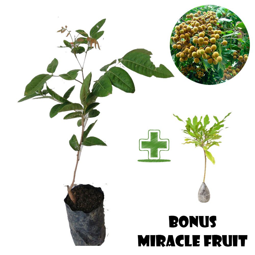 Bibit Kelengkeng Aroma Durian BONUS Miracle Fruit