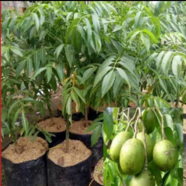 

Kedondong jumbo manis