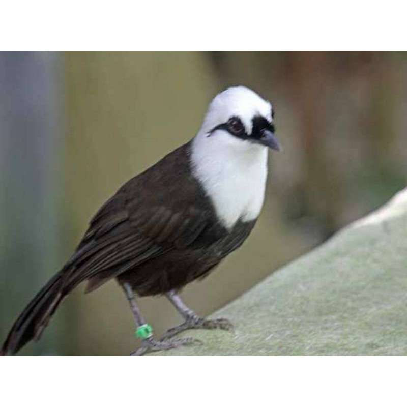 Jual Burung Poksay Haji atau Poksay Jambul | Shopee Indonesia