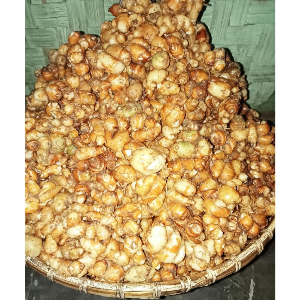 

PROMO TERLARIS!!! 1 KG CIKUR/KENCUR SUPER SEGAR (FRESH) TERMURAH BARU PANEN