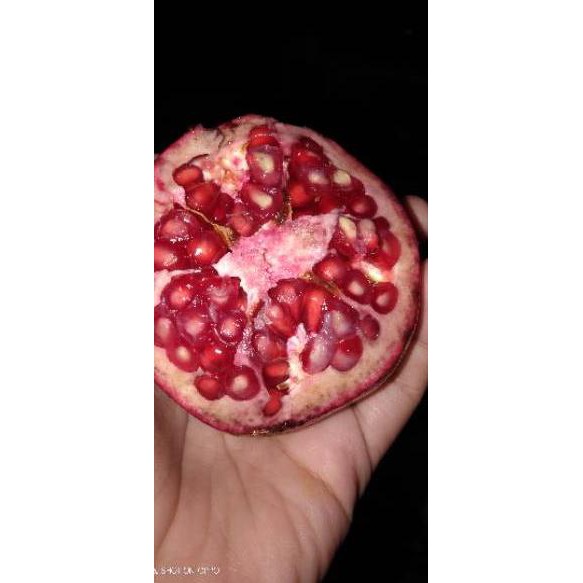 

【1.1】 Buah Delima Merah Spanyol Jumbo satuan ❆