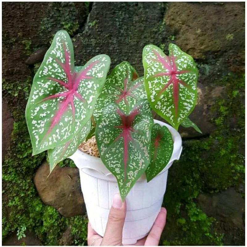 

umbi/bonggol keladi red star