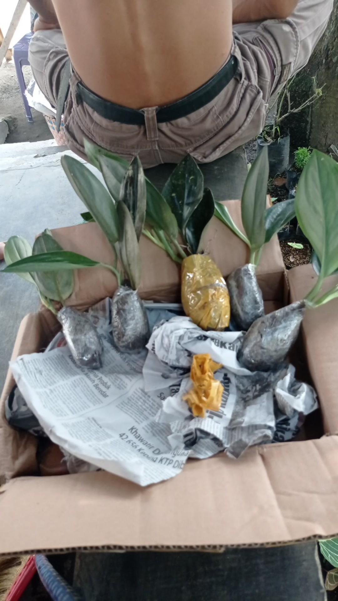 Scindapsus Trubii Drak