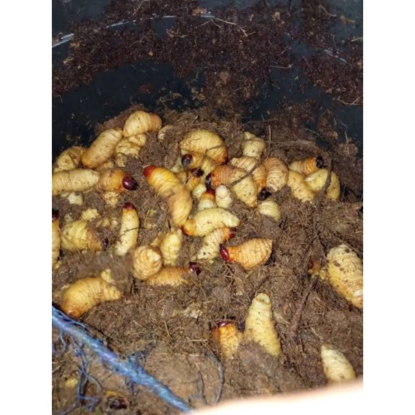 jual ulat sagu/ulat kawung 10ekor pcs