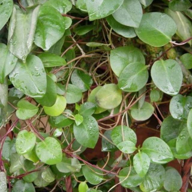 

Daun binahong segar 500gr