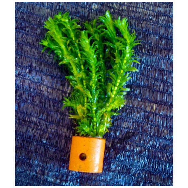 Tanaman air hydrilla