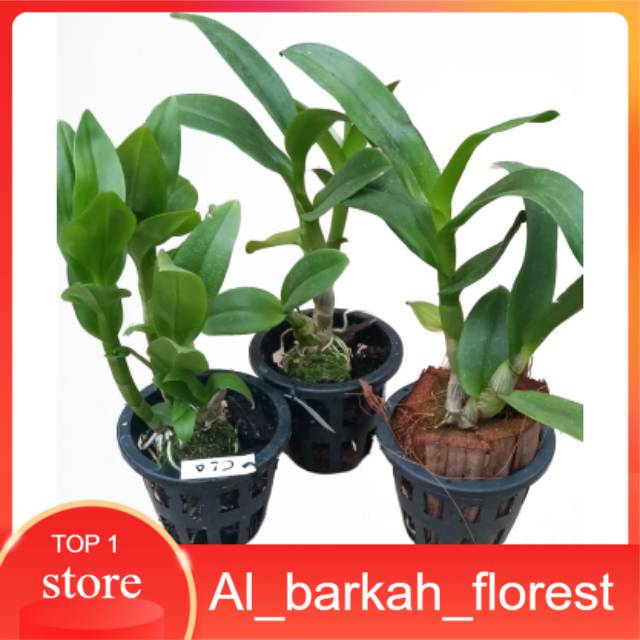 Paket Anggrek Dendrobium bulat/ Dendrobium remaja