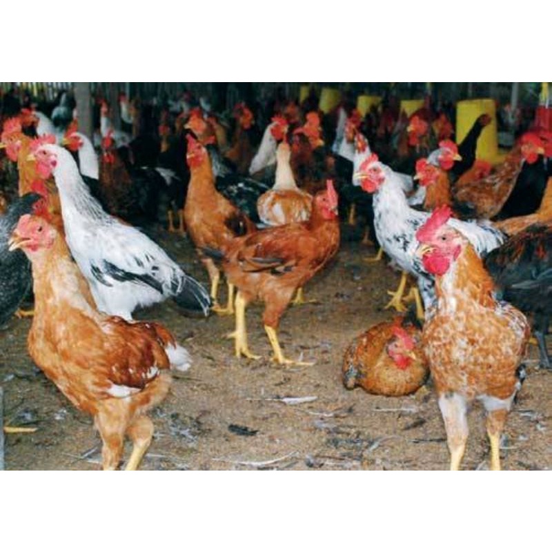 

TELUR AYAM JOPER SIAP DI TETASKAN