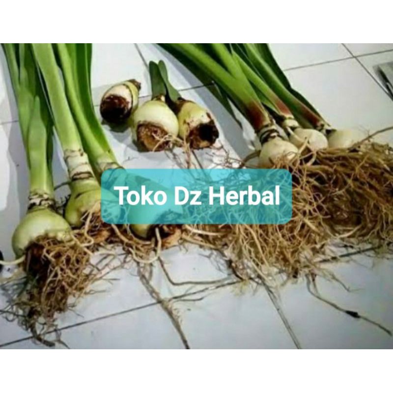 

Hemat 250 gram umbi bakung putih amarilis putih-az