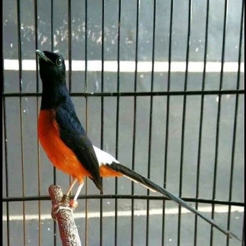 murai batu medan gacoran