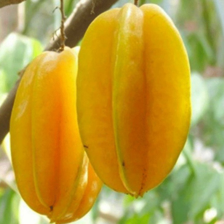 

Bibit Buah Belimbing Dewi Cepat Berbuah hasil Okulasi