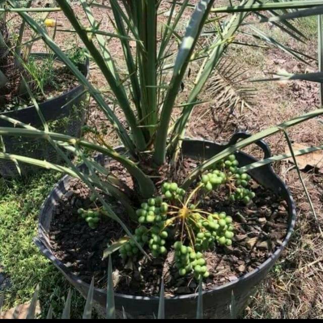 Promo 3 Bibit Pohon Kurma Jenis Ajwa Aliya Jantan 1,Betina 2