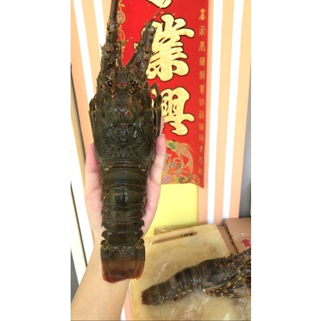 LOBSTER LAUT frozen fresh 1 kg 4-5 ekor