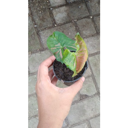 Syngonium Pink Flacked