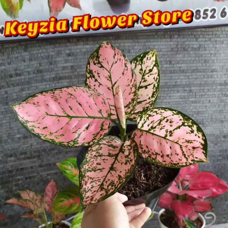 (COD√) bunga aglonema lady valentine remaja