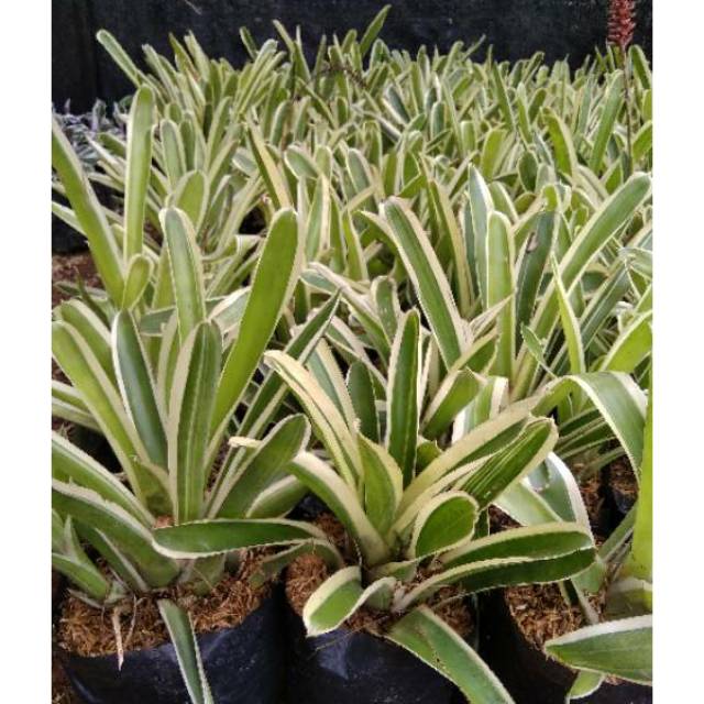 Tanaman Hias Bromelia Variegata - BakulKembang