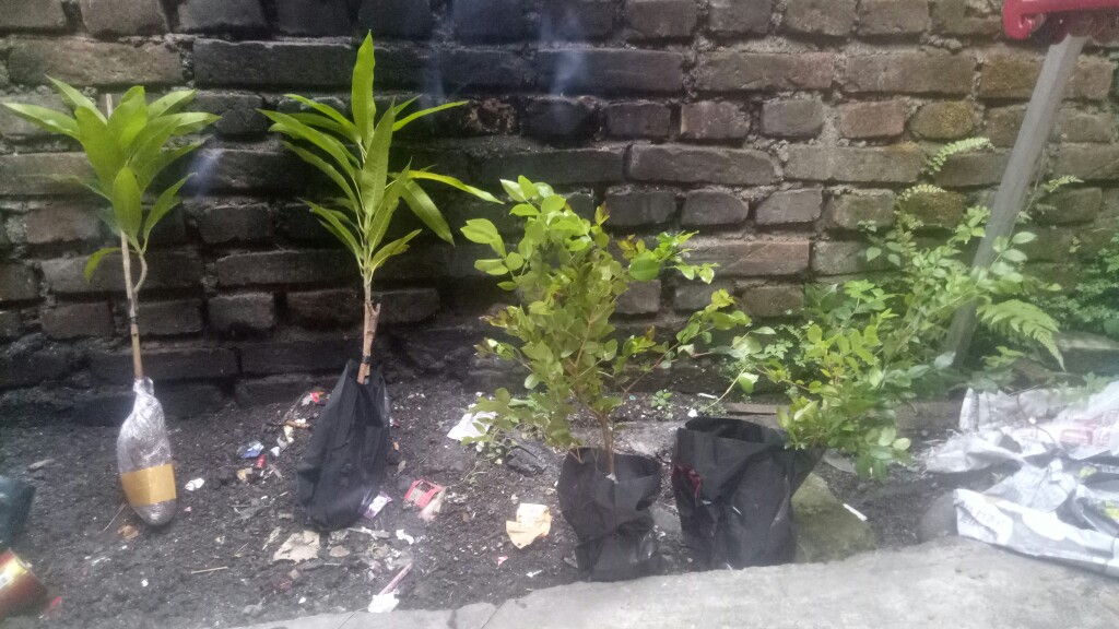 Bibit Anggur Brazil
