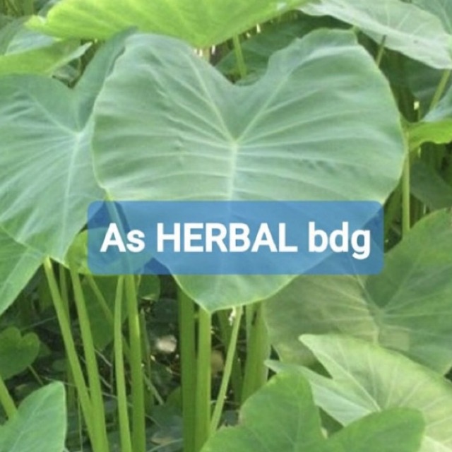 

Daun talas liar segar 500 gram petik langsung-az