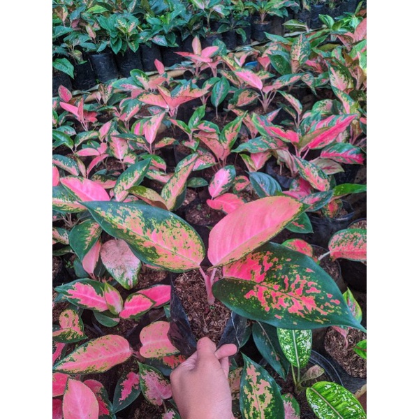 COD Aglonema Kochin Paramuay, Kochin Pink, Kochin Merah, Aglonema Kocin