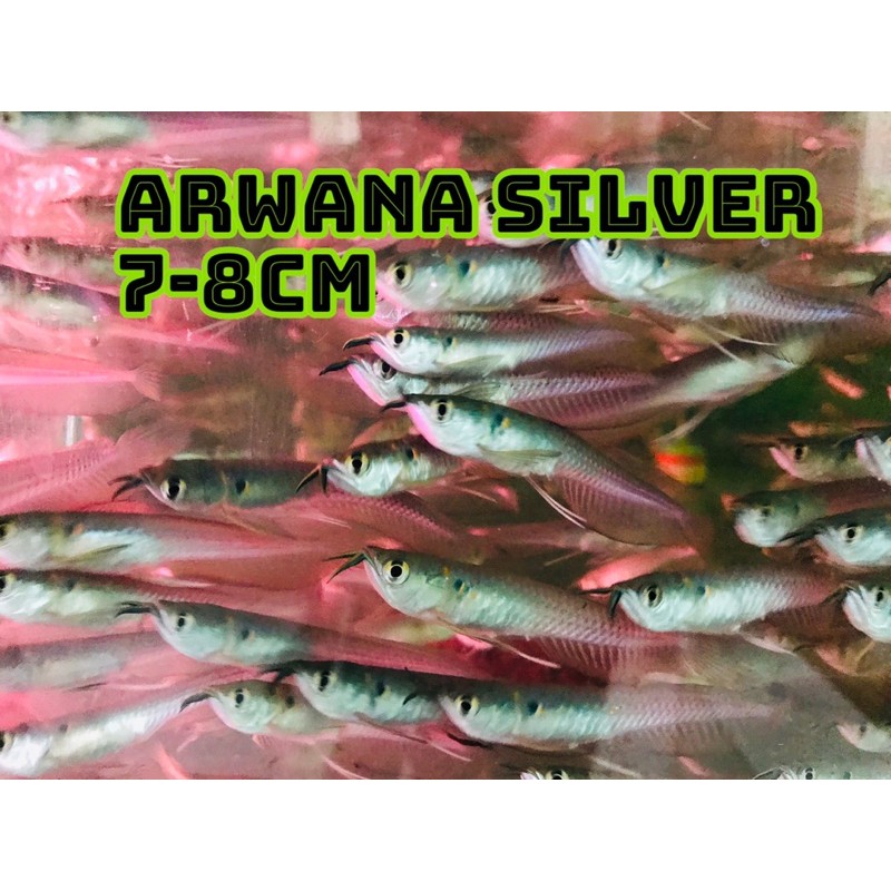 ikan arwana silver / ikan arowana silver