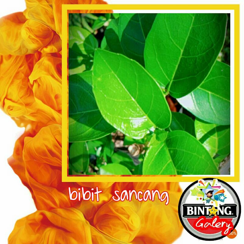 bibit sancang