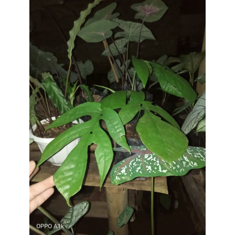 monstera amidrium medium