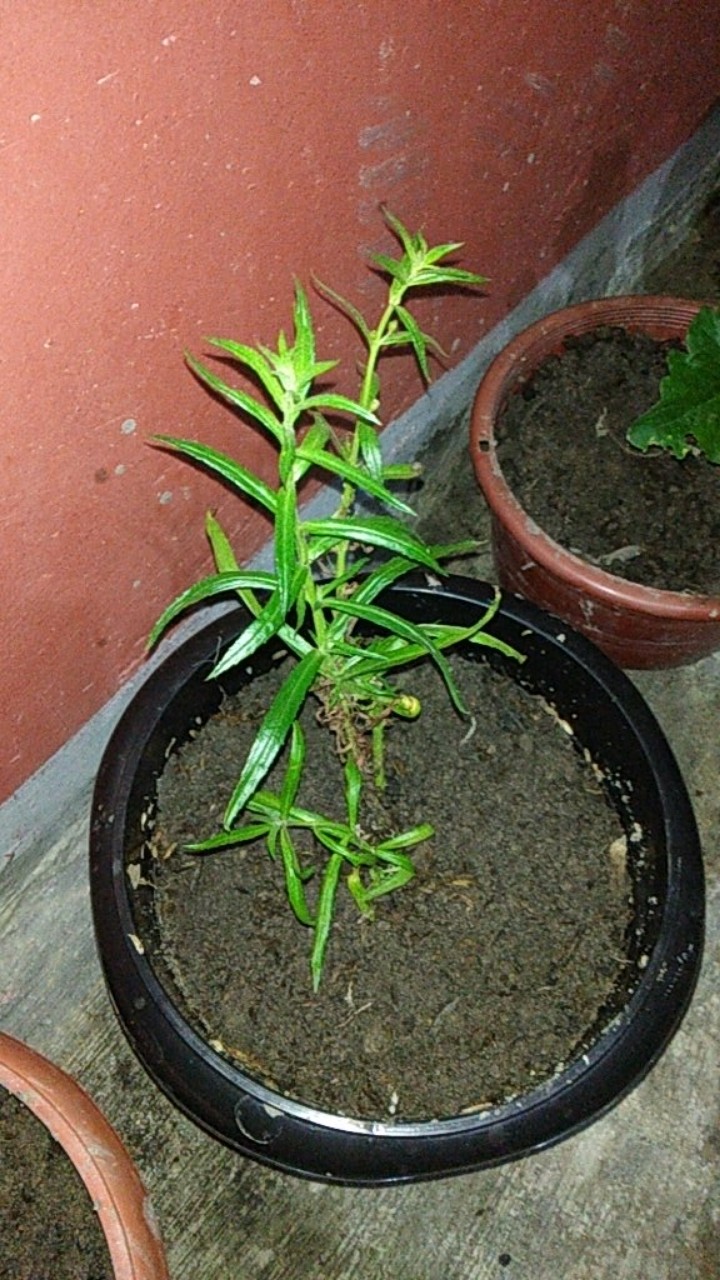 Tanaman Bunga Lavender Tanaman Pengusir Nyamuk