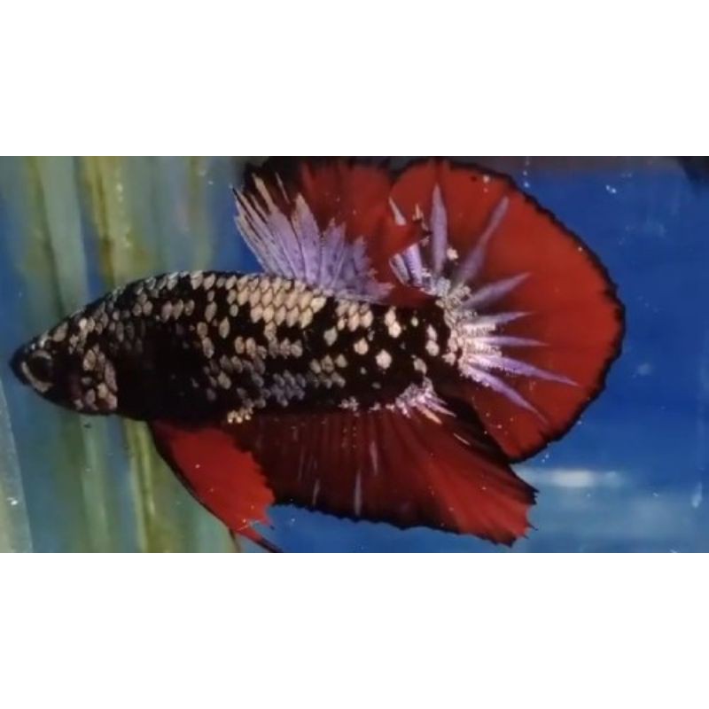 Anakan ikan cupang avatar cooper gold