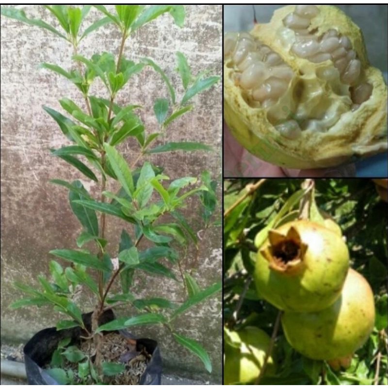 Bibit pohon delima putih/Tanaman buah delima putih