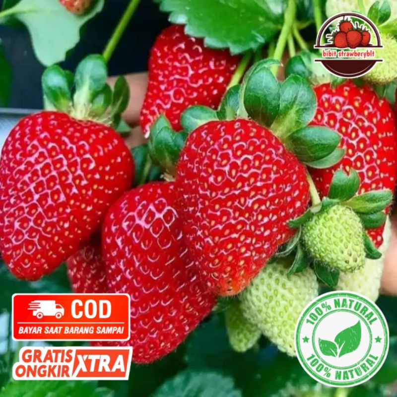 bibit tanaman buah strawberry california buah jumbo dan manis