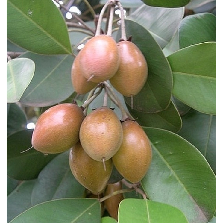 Bibit Buah Sawo Kecik