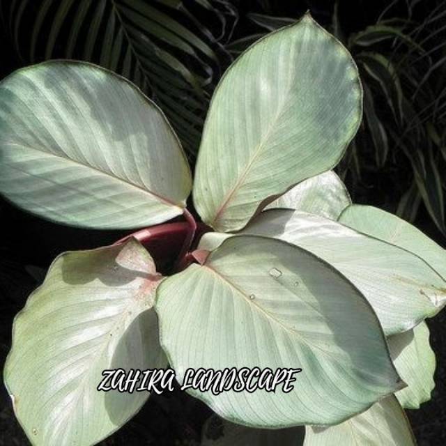 Tanaman Hias Calathea - Calathea Silver Plate - Meranti - Kalatea Silver Plate