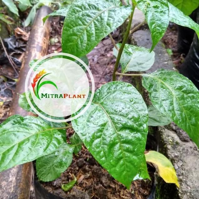 GB Bibit Pohon Cabai Rawit  - Tanaman Hias Cabe  khn Terkini