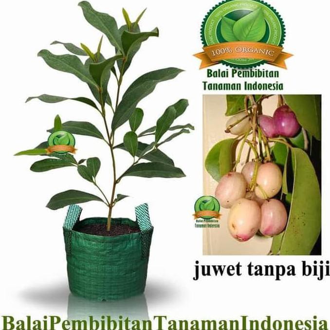 Hrv U* Bibit Juwet Tanpa Biji / Bibit Buah / Tanaman H2O