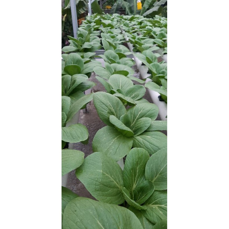 

SAYURAN SEHAT DAN FRESH HIDROPONIK