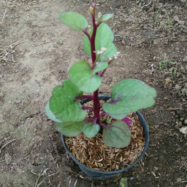 Tanaman binahong - bibit tanaman binahong ungu - pohon herbal binahong