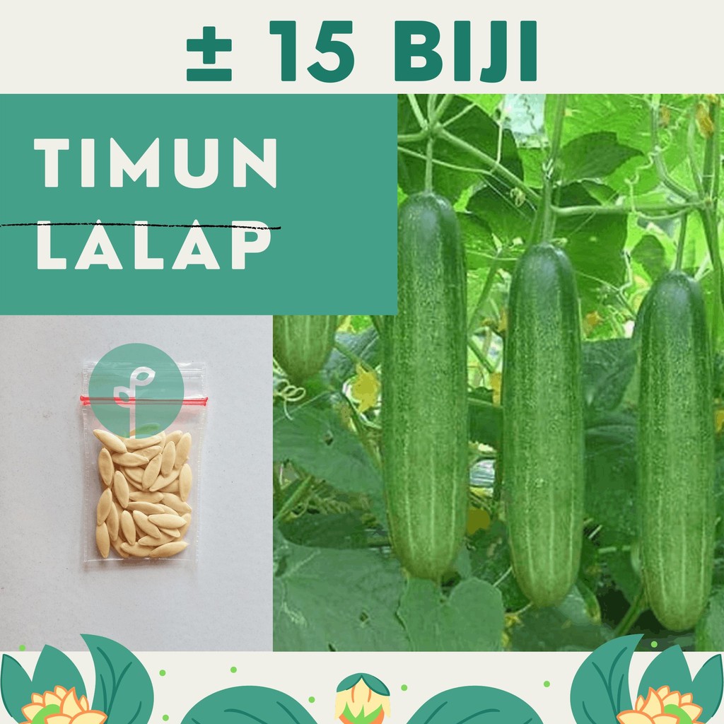 Bibit Sayuran Benih Sayur Paket Lengkap Hidroponik Kangkung Bayam Cabe Sawi Selada Terong Tomat dll-TIMUN LALAP