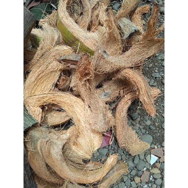 

KULIT KELAPA KERING / SERABUT KELAPA KERING 5KG