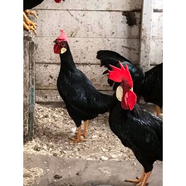 

10 BUTIR TELUR AYAM BLACK LEGHORN telur fertil / pertil untuk di tetaskan
