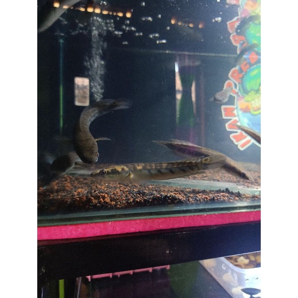 cana yellow sentarum 10.12 cm bar simet