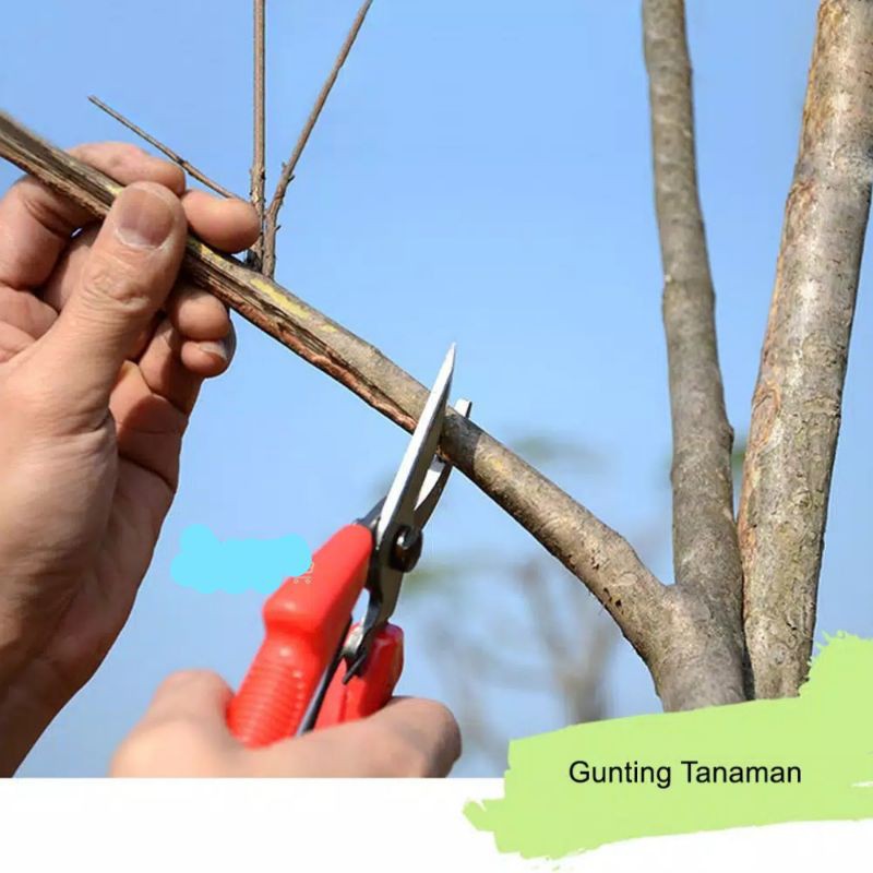

GUNTING TANAMAN / GUNTING BUNGAa