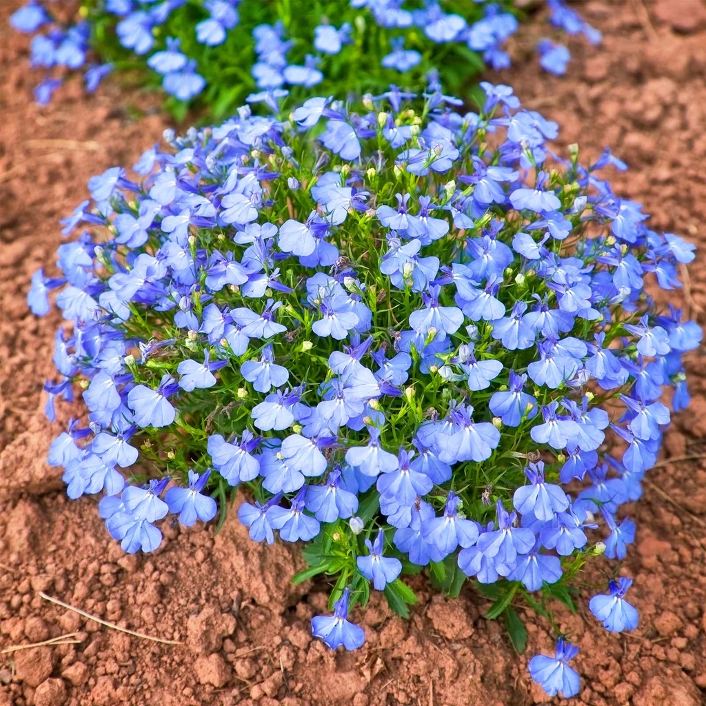 Benih Bibit Biji - Bunga Lobelia Cambridge Blue Flower Seeds - IMPORT