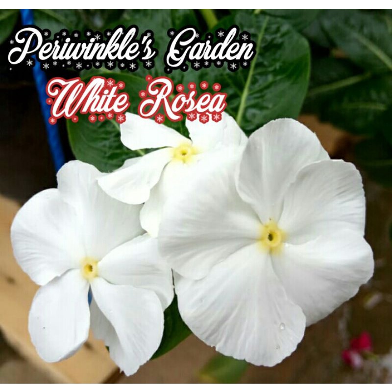 BENIH FRESH BUNGA CANTIK VINCA JUNTAI/GANTUNG WHITE ROSEA