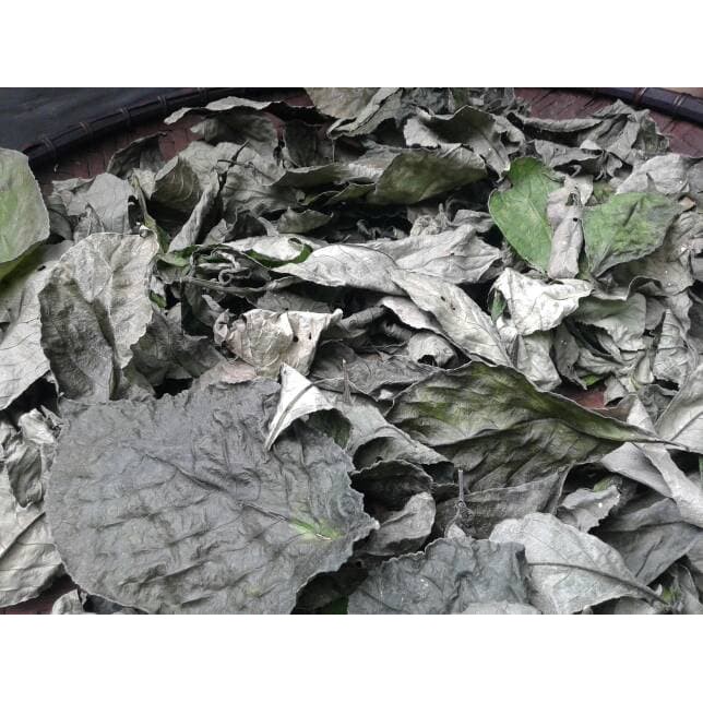 Jual Daun Keji Beling/Pecah Beling Kering | Shopee Indonesia