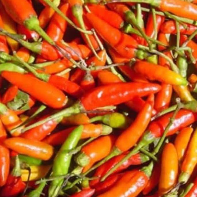 Paket Hemat Benih Sambelan Aneka Cabai+Tomat+Bawang Merah Segera Dapatkan